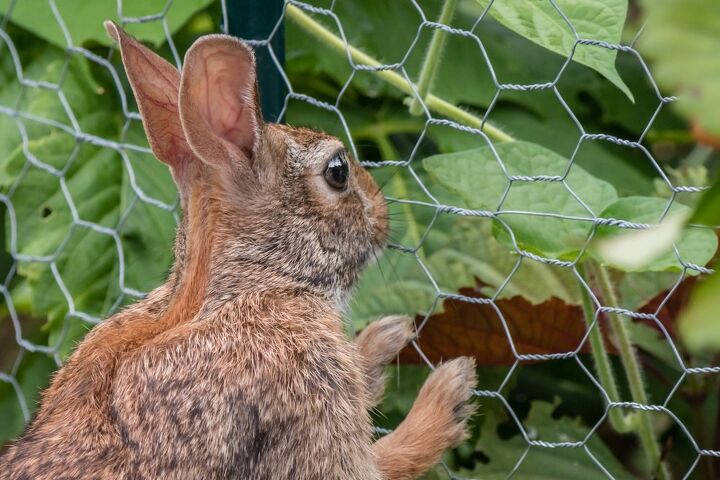 6 ways to keep rabbits out of your garden, A rabbit with its paws against chicken wire looking into a garden