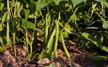 How to Grow Beans at Home