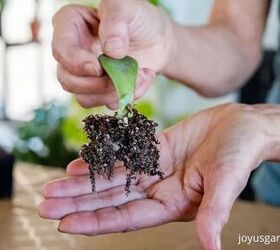 a comprehensive guide to growing succulents from cuttings and leaves, Green succulent cutting with dangling roots and soil
