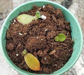 a comprehensive guide to growing succulents from cuttings and leaves, Succulent cuttings planted in a teal bowl of soil