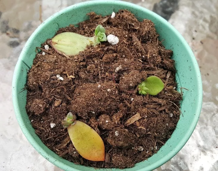 a comprehensive guide to growing succulents from cuttings and leaves, Succulent cuttings planted in a teal bowl of soil