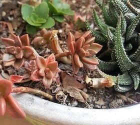 a comprehensive guide to growing succulents from cuttings and leaves, Orange colored succulent pups sprouting out of soil