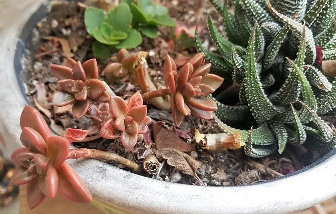 a comprehensive guide to growing succulents from cuttings and leaves, Orange colored succulent pups sprouting out of soil
