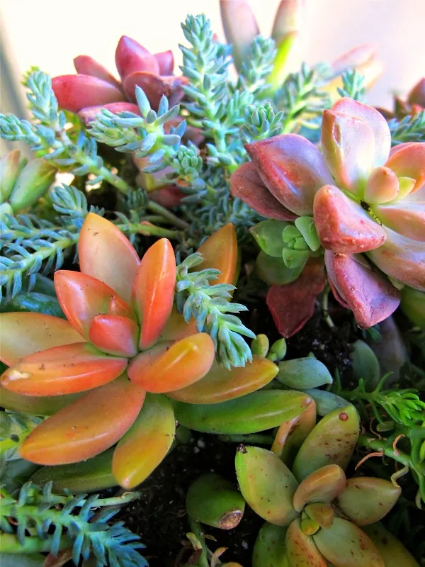 a comprehensive guide to growing succulents from cuttings and leaves, Colorful succulent plants