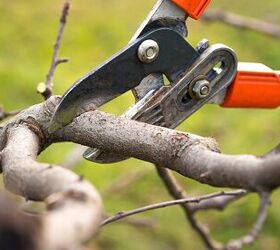 How to Prune a Tree to Keep It Healthy and Tidy