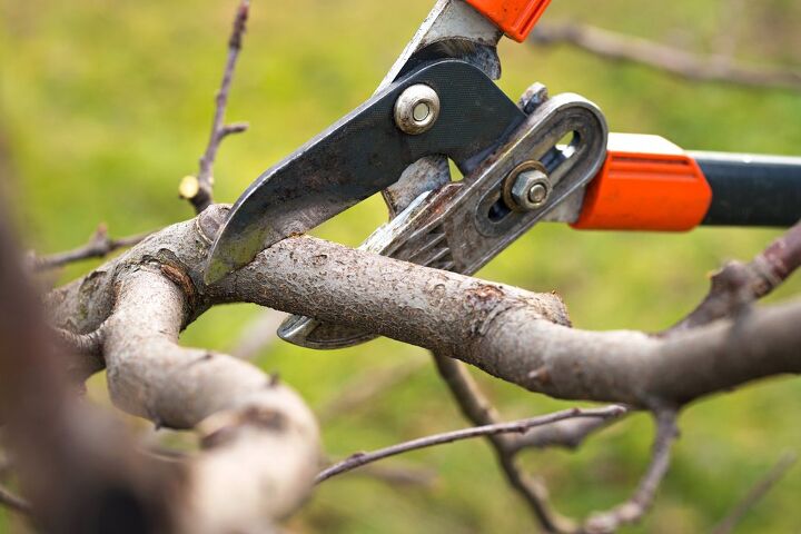 how to prune a tree to keep it healthy and tidy, A pair of orange and black pruners cut back a branch
