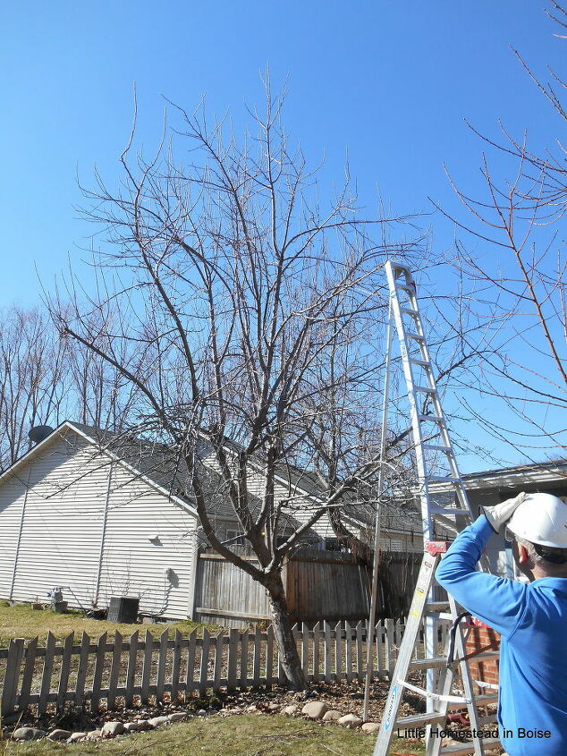 how to prune a tree to keep it healthy and tidy, A person in a hard hat looks up at a tall tree with a metal ladder next to it
