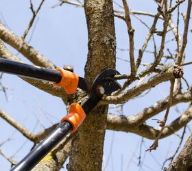how to prune a tree to keep it healthy and tidy, A pair of orange and black loppers prune a tree