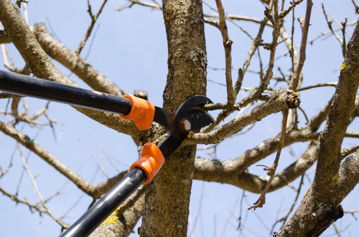 how to prune a tree to keep it healthy and tidy, A pair of orange and black loppers prune a tree