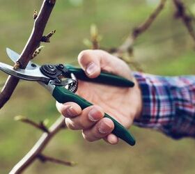 how to prune a tree to keep it healthy and tidy, A hand uses green handle pruners to head off a fruit tree behind the bud