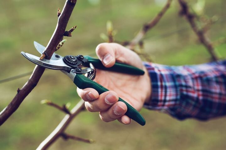 how to prune a tree to keep it healthy and tidy, A hand uses green handle pruners to head off a fruit tree behind the bud