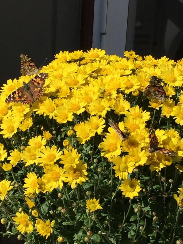 how to care for mums, yellow mums in sunlight with orange butterflies resting on the flowers