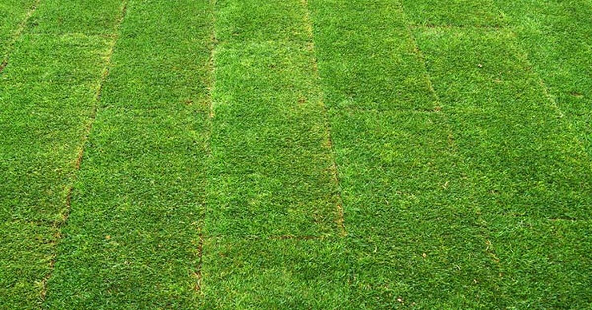 How To Lay Sod In Easy To Follow Steps Hometalk How To Lay Sod In Easy To Follow Steps Hometalk