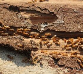 cmo deshacerse de las termitas de forma natural y eficaz, termitas en un tronco de madera