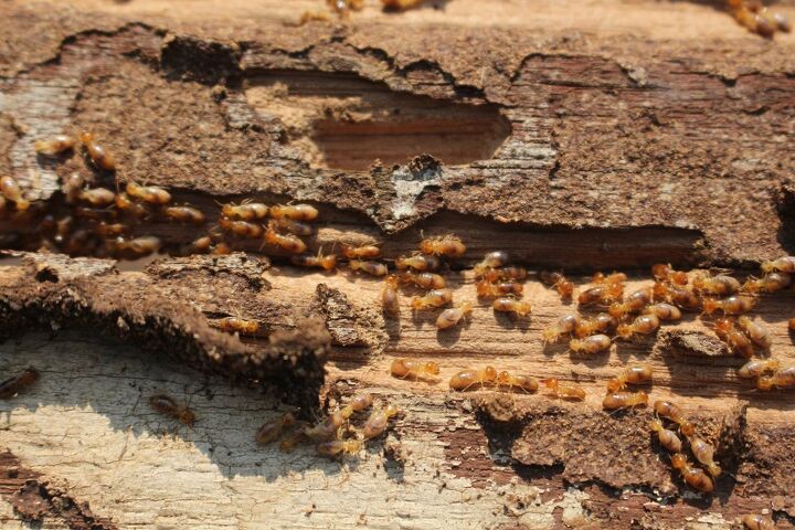 como deshacerse de las termitas de forma natural y eficaz, termitas en un tronco de madera