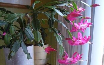 How to Care for Christmas Cactus and Get It to Bloom