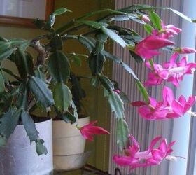 Cómo cuidar el cactus de Navidad y conseguir que florezca