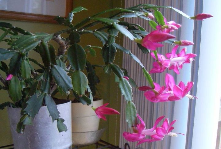 como cuidar el cactus de navidad y conseguir que florezca, Cactus de Navidad de flor rosa en una maceta blanca junto a una ventana