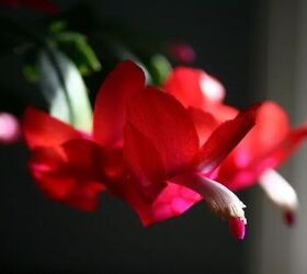 how to care for christmas cactus and get it to bloom, red Christmas cactus flower