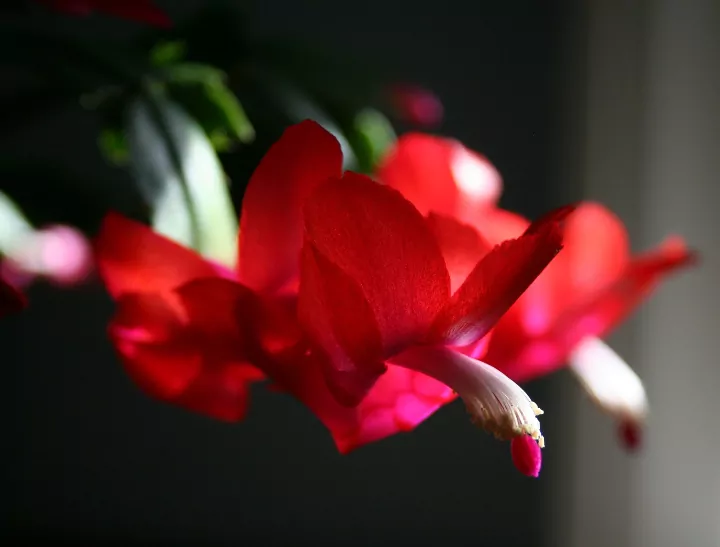how to care for christmas cactus and get it to bloom, red Christmas cactus flower