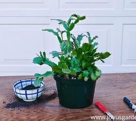 how to care for christmas cactus and get it to bloom, Christmas cactus striped bowl of soil and pruning shears on wood table