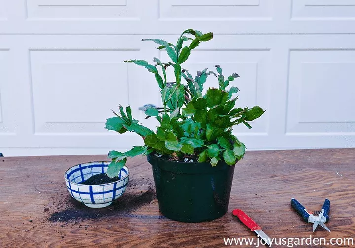 how to care for christmas cactus and get it to bloom, Christmas cactus striped bowl of soil and pruning shears on wood table