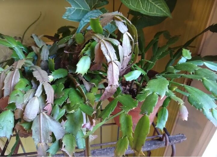 q what s wrong with my christmas cactus