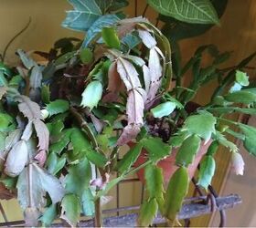 What's wrong with my Christmas cactus?
