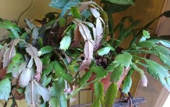 What's wrong with my Christmas cactus?