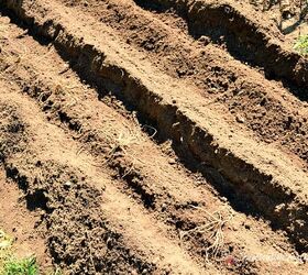 how to grow asparagus that tastes better than store bought, asparagus crown trenches