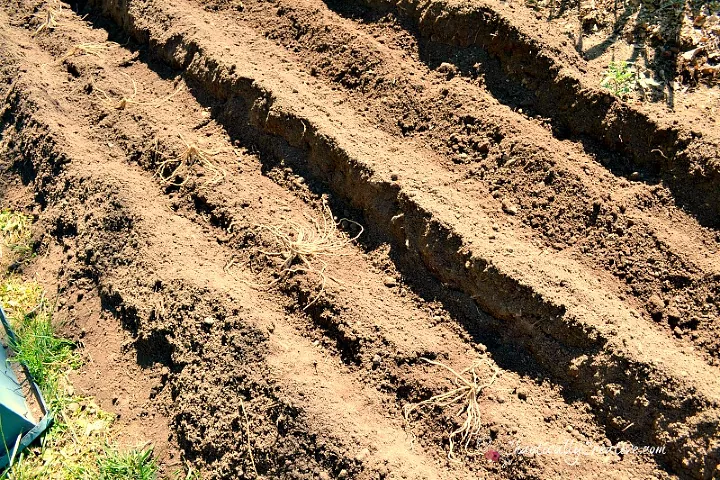 how to grow asparagus that tastes better than store bought, asparagus crown trenches