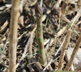 How to Grow Asparagus That Tastes Better Than Store-Bought
