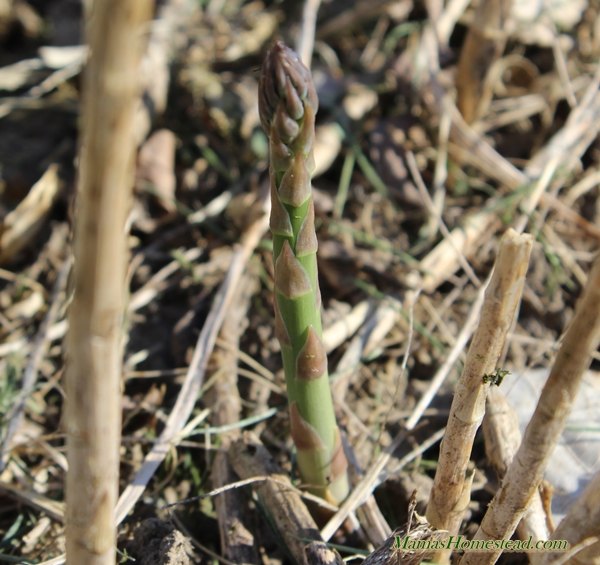 how to grow asparagus, asparagus spear growing out of the ground