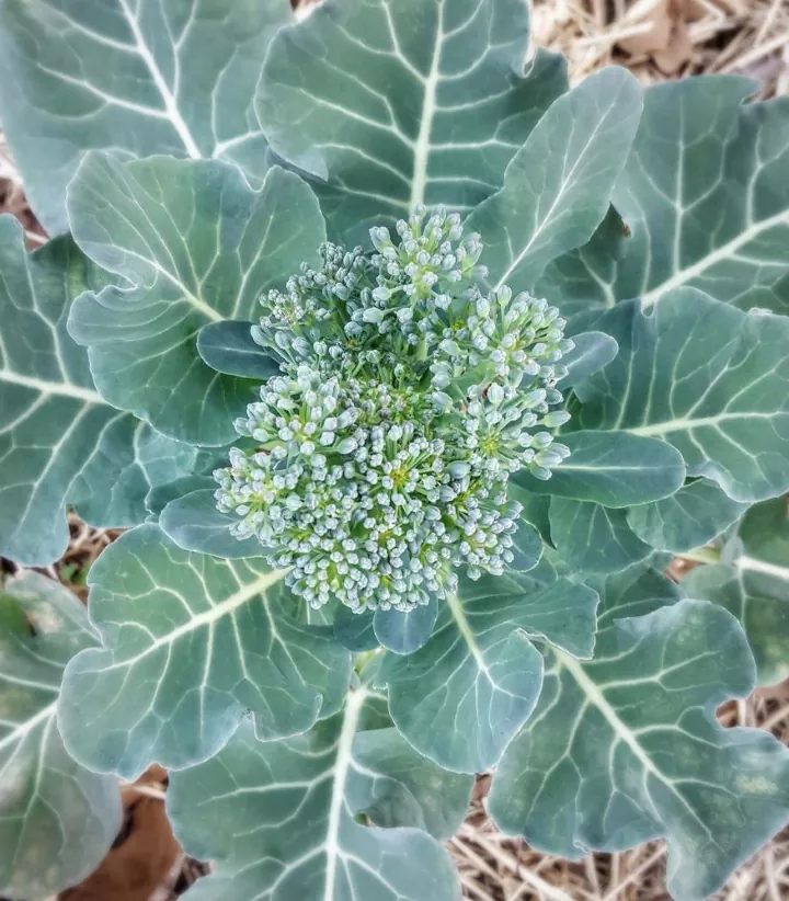 how to grow broccoli, young broccoli head and leaves