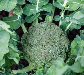 Cómo cultivar brócoli en el jardín de casa