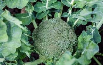 Cómo cultivar brócoli en el jardín de casa