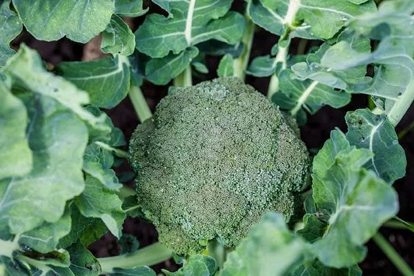 how to grow broccoli, broccoli head and leaves