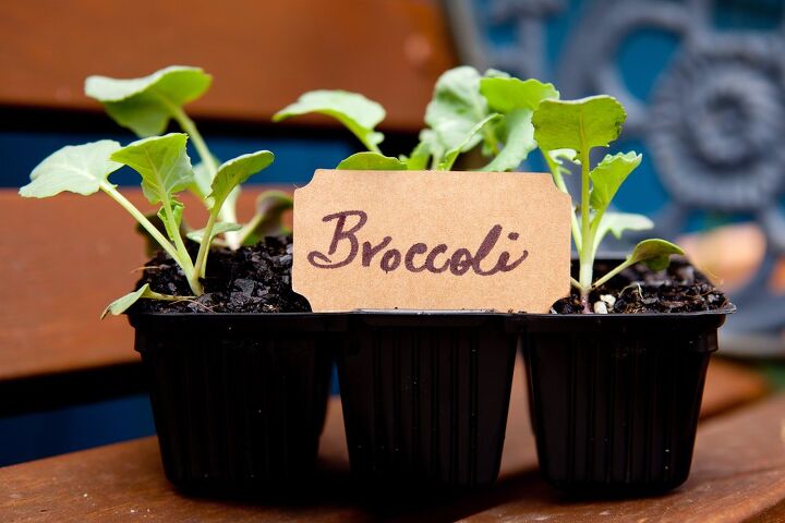 how to grow broccoli, broccoli seedlings