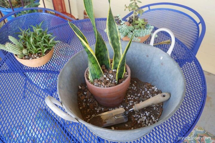 propagacin de plantas de serpiente esquejes de hoja en el suelo
