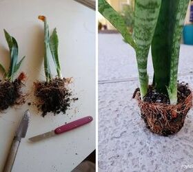 propagating snake plants leaf cuttings in soil