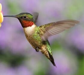 Cómo hacer un alimentador de colibríes con materiales que probablemente tengas