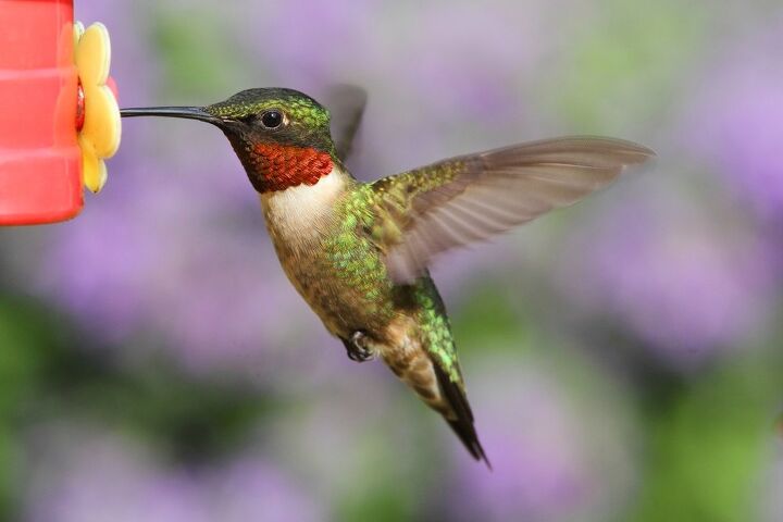 como hacer un alimentador de colibries con materiales que probablemente tengas, colibr sorbiendo n ctar del alimentador