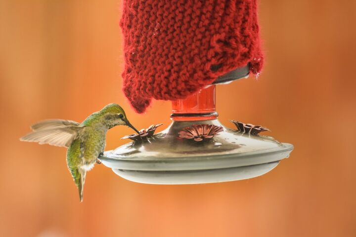 how to make a hummingbird feeder with materials you likely have, green hummingbird feeds on nectar on feeder