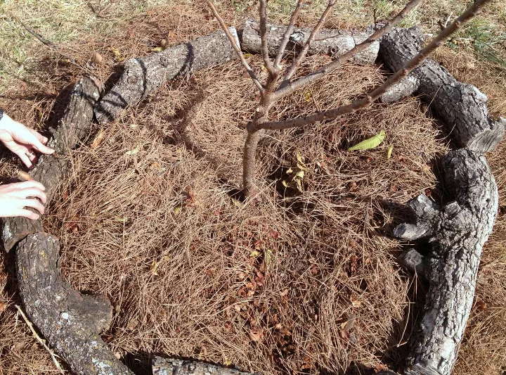 how to plant a tree, freshly planted tree covered in straw and logs