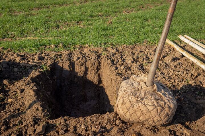 cmo plantar un rbol en 8 sencillos pasos, rbol con bolas y arpillera junto al hoyo de plantaci n