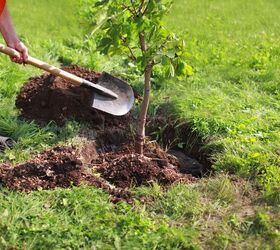 Cómo plantar un árbol en 8 sencillos pasos
