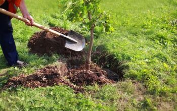 Cómo plantar un árbol en 8 sencillos pasos
