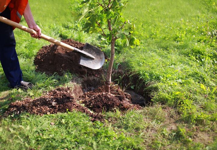 how to plant a tree, person shoveling dirt into hole with planted tree