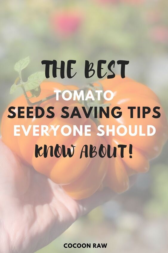 how to save tomato seeds for next year for beginners