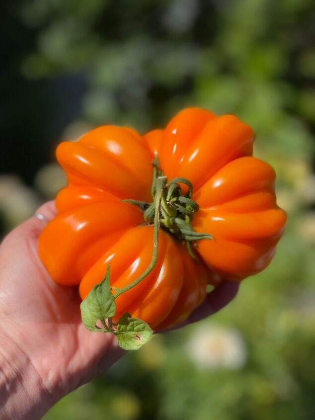 cmo ahorrar semillas de tomate para el prximo ao para principiantes, ESTOY REALMENTE ENAMORADO DE MIS TOMATES ACORDE N NARANJA